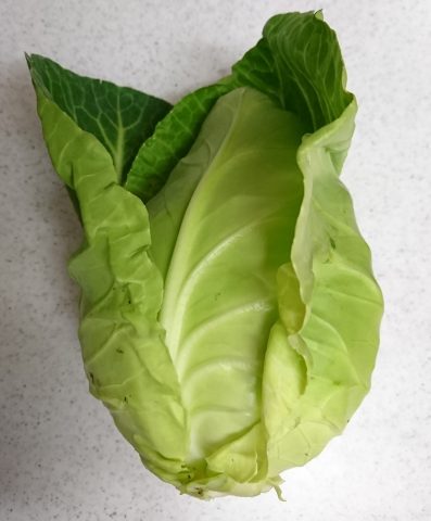 可愛いキャベツ
