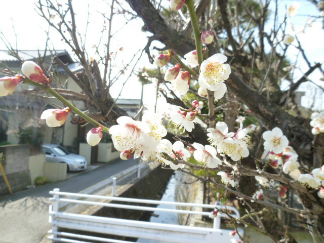 サンハイムⅡ ベランダからは梅の花が見れます！