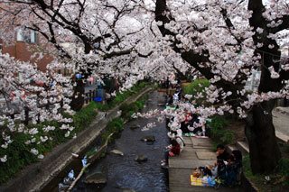 サンライトパストラル 桜の季節が待ち遠しいです☆
