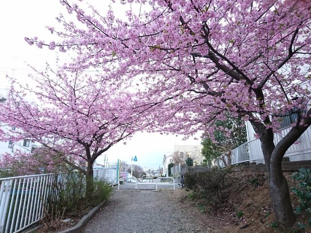 春ですね♬